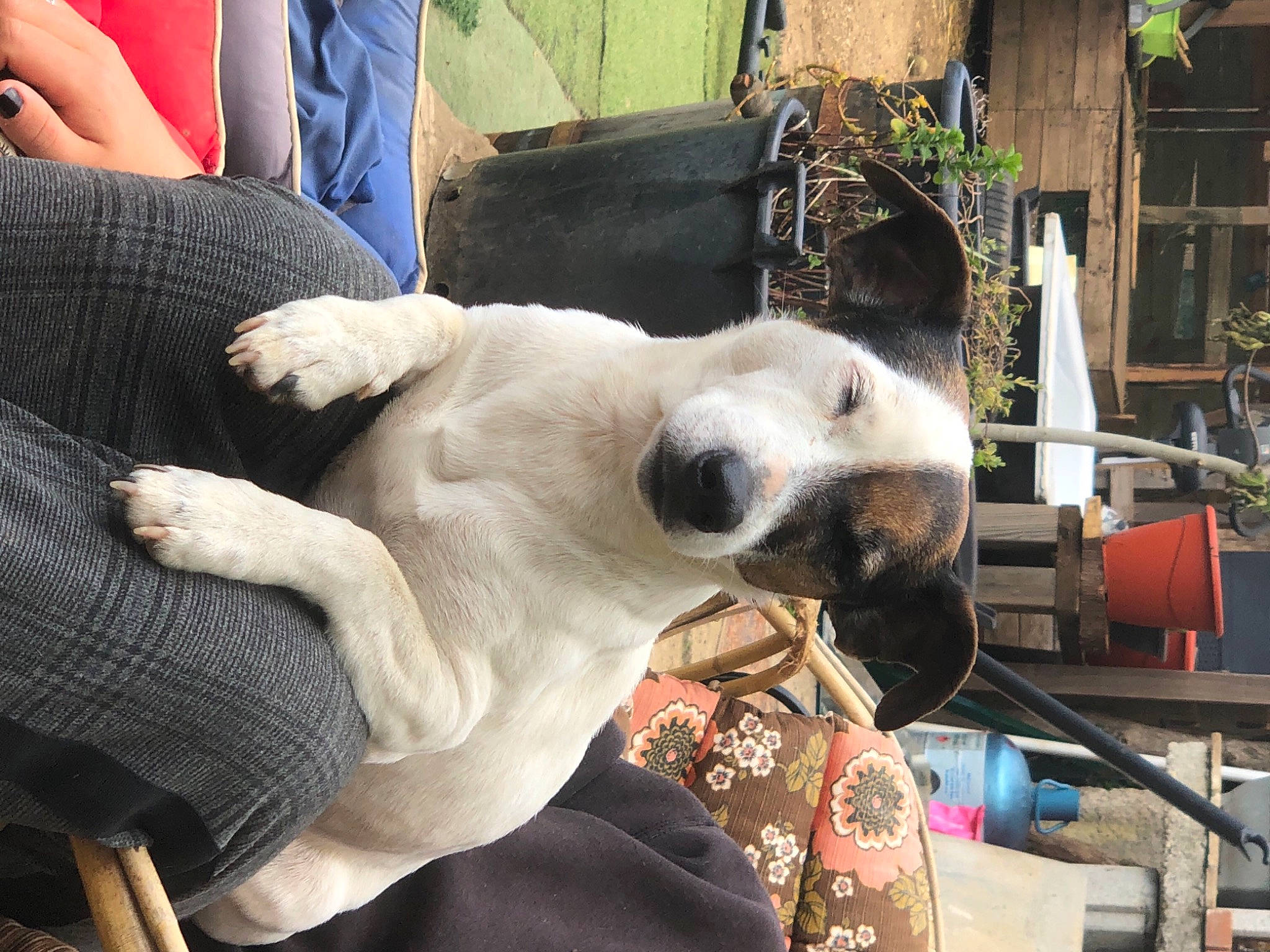 Luna participe au concours pour gagner de l'argent avec cette photo : carnivore, chair, collar, companion_dog, dog, dog_breed, fawn, felidae, fur, giant_dog_breed, nap, non_sporting_group, plant, snout, sporting_group, stuffed_toy, whiskers