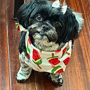 Lilly is registered to the contest to win money with this photo: dog, small_dog, black_and_white, bandana, watermelon_pattern, bow, pet, cute, indoor, wooden_floor, looking_up, fur, animal, companion, adorable, sitting, portrait, domestic_animal, friendly, fluffy