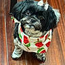 dog, small_dog, black_and_white, bandana, watermelon_pattern, bow, pet, cute, indoor, wooden_floor, looking_up, fur, animal, companion, adorable, sitting, portrait, domestic_animal, friendly, fluffy