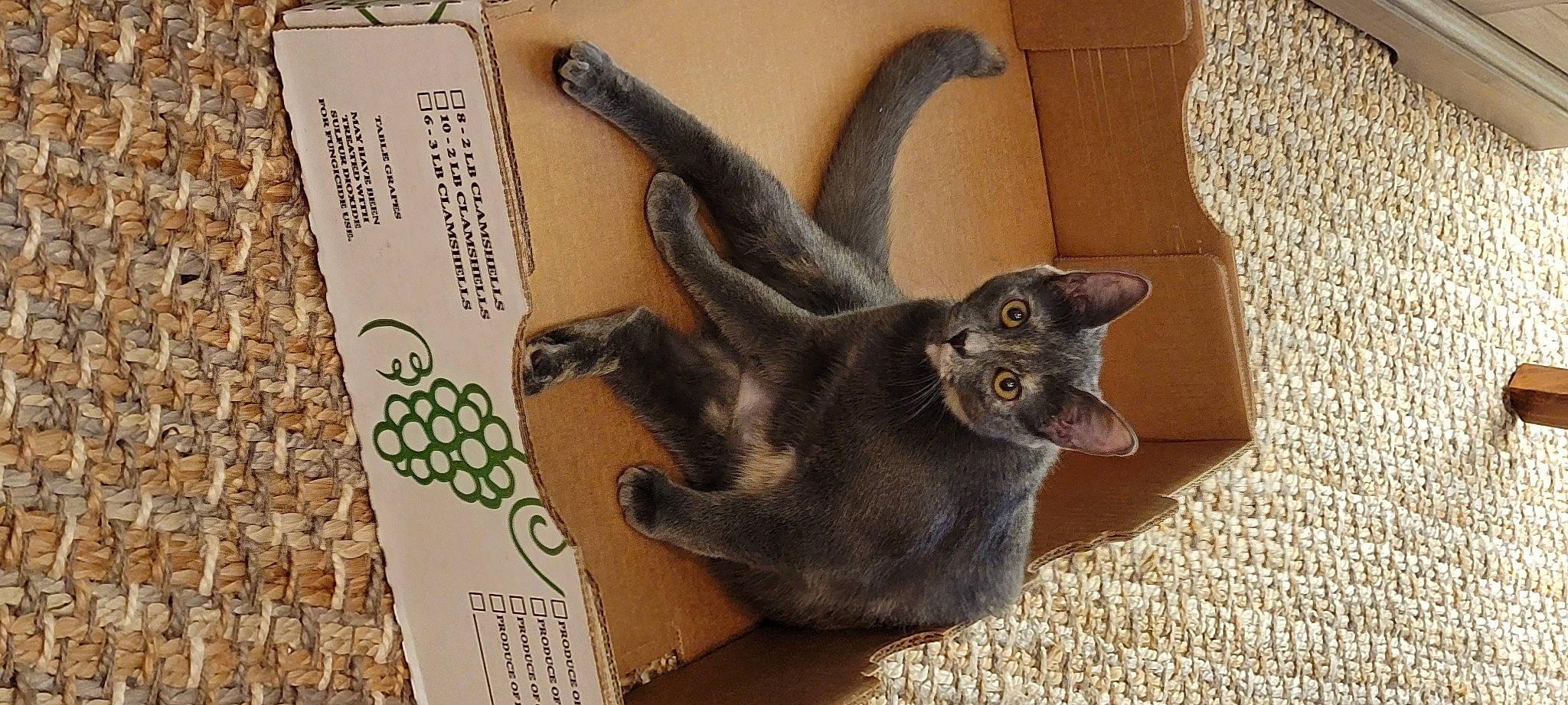 Strudel is registered to the contest to win money with this photo: black_cat, carnivore, cat, chair, claw, domestic_short_haired_cat, felidae, fur, paper_product, plant, publication, small_to_medium_sized_cats, snout, tail, terrestrial_animal, whiskers