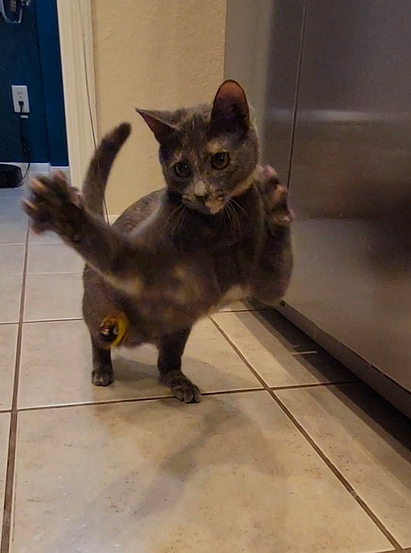 Strudel is registered to the contest to win money with this photo: black_cat, bombay, carnivore, cat, claw, domestic_short_haired_cat, door, fawn, felidae, flooring, fur, metal, paw, small_to_medium_sized_cats, snout, tail, terrestrial_animal, whiskers, wood