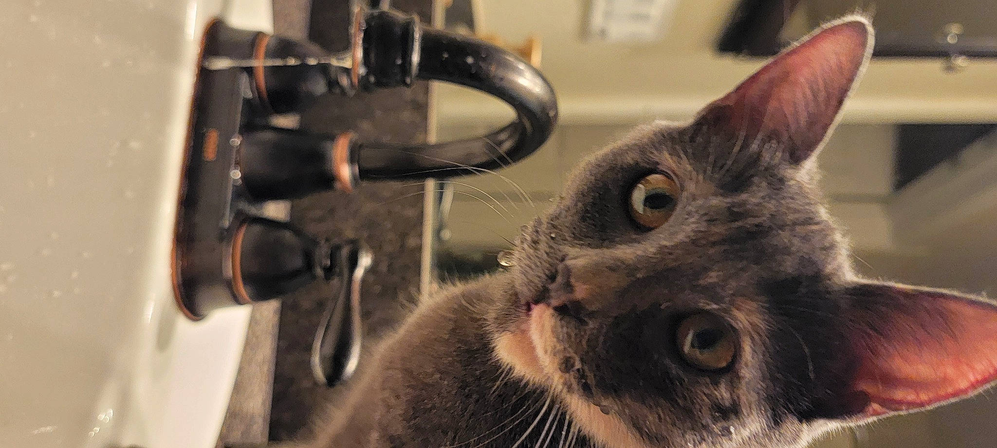 Strudel joined the competition — help win amazing prizes! carnivore, cat, domestic_short_haired_cat, ear, eyelash, felidae, fur, machine, mammal, metal, plumbing_fixture, russian_blue, small_to_medium_sized_cats, snout, terrestrial_animal, whiskers