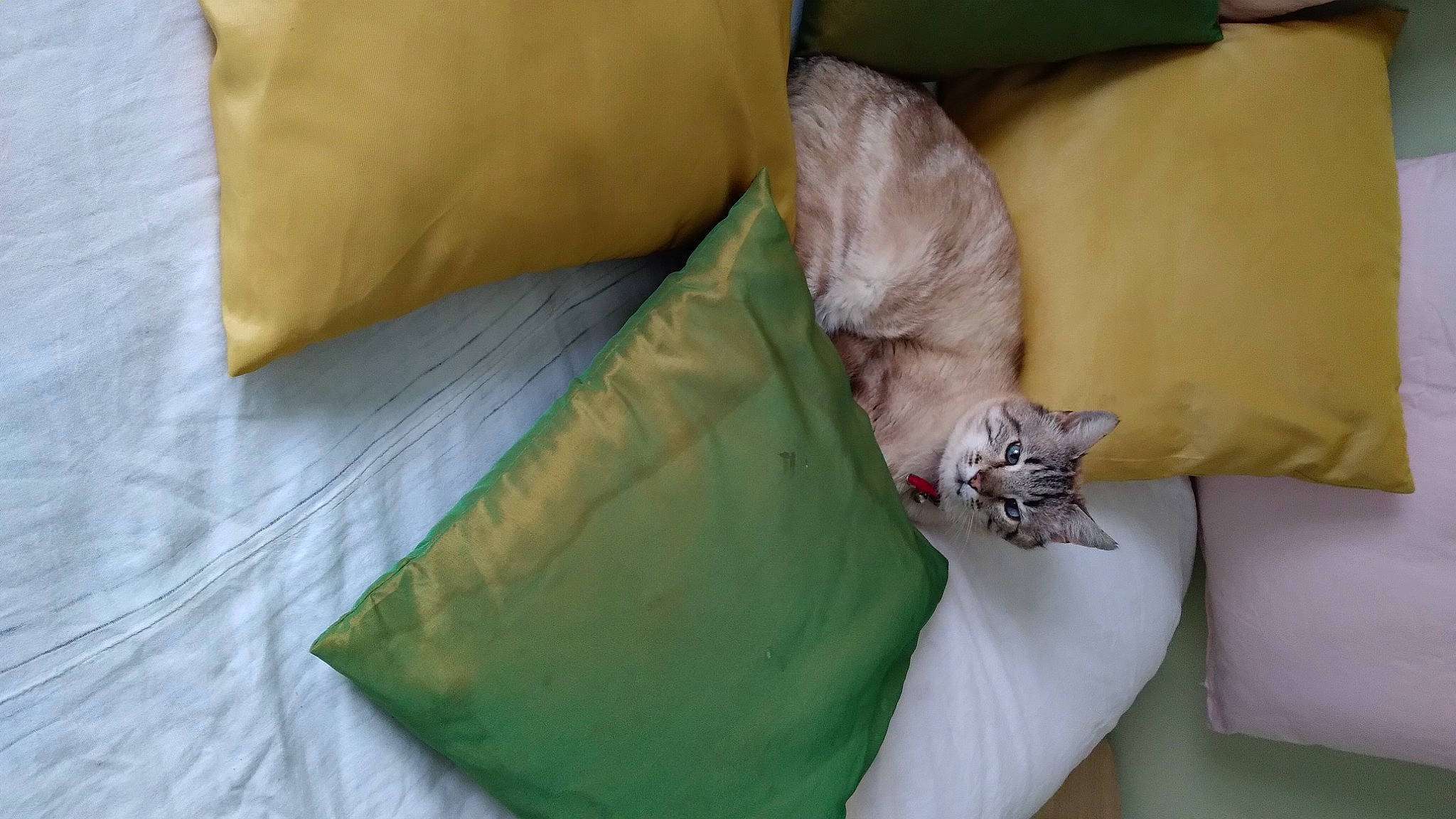 Flocon participe au concours pour gagner de l'argent avec cette photo : bed_sheet, bedding, cat, comfort, domestic_short_haired_cat, duvet, fashion_accessory, felidae, fur, linens, pillow, room, small_to_medium_sized_cats, throw_pillow, whiskers