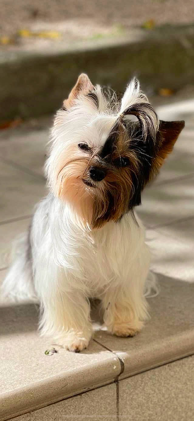 Othello participe au concours pour gagner de l'argent avec cette photo : biting, canidae, carnivore, collar, companion_dog, dog, dog_breed, dog_collar, dog_supply, ear, fawn, fur, liver, pet_supply, small_terrier, snout, sporting_group, tail, toy_dog, working_animal