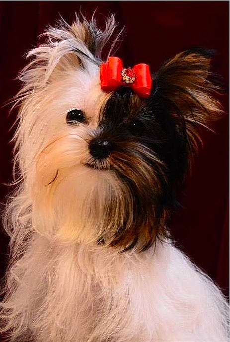 Othello a rejoint le concours — aidez-le/la à gagner de superbes lots ! biewer_terrier, canidae, carnivore, companion_dog, dog, dog_breed, dog_collar, dog_supply, fashion_accessory, fawn, fur, liver, maltepoo, plant, small_terrier, snout, sporting_group, terrier, toy_dog, working_animal