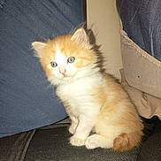 Etoile participe au concours pour gagner de l'argent avec cette photo : kitten, cat, orange_cat, white_fur, blue_eyes, fluffy, pet, indoor, couch, sitting, young, small, paw, whiskers, ear, tail, fur, flash_lighting, home, cozy