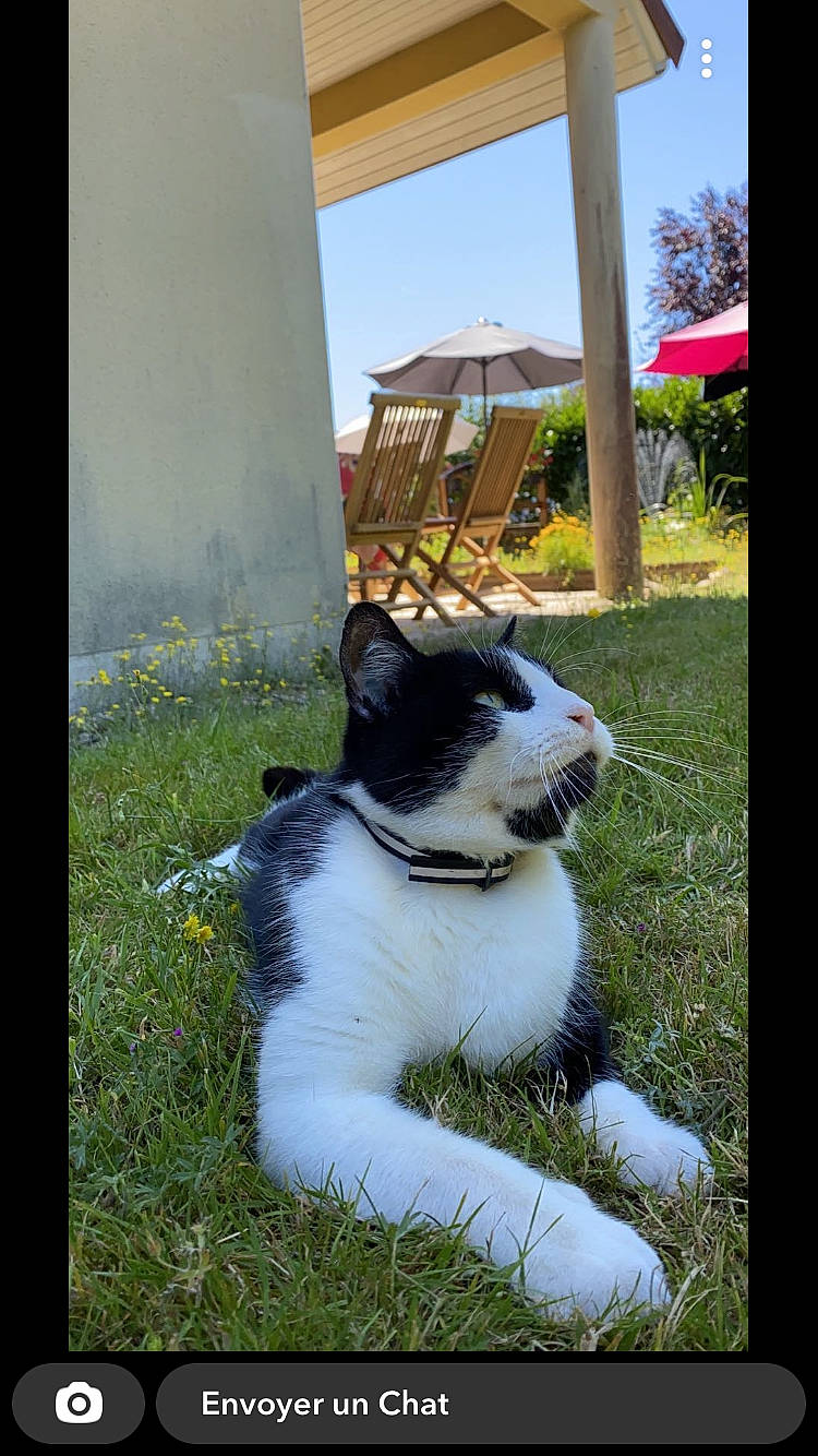 Tini a rejoint le concours — aidez-le/la à gagner de superbes lots ! art, building, carnivore, cat, companion_dog, dog_breed, eye, fawn, felidae, fur, grass, leaf, plant, sky, small_to_medium_sized_cats, snout, tail, terrestrial_animal, tree, whiskers