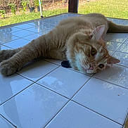 Nacho is registered to the contest to win money with this photo: cat, orange_tabby, feline, pet, animal, table, white_tiles, indoor, relaxed, sunlight, greenery, garden, laying_down, close_up, whiskers, ears, paws, tail, fur, peaceful