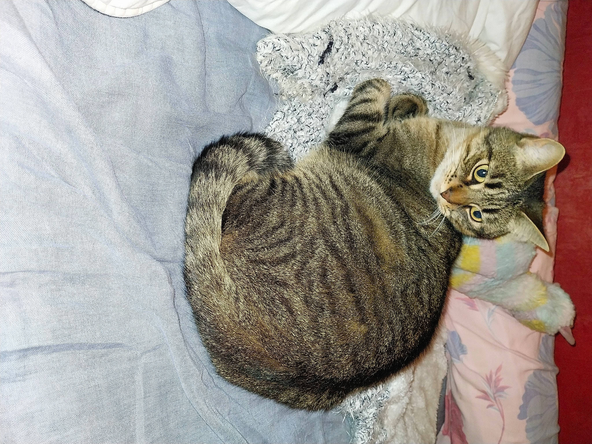 Simba a rejoint le concours — aidez-le/la à gagner de superbes lots ! art, carnivore, cat, claw, comfort, domestic_short_haired_cat, felidae, fur, grey, linens, nap, paw, small_to_medium_sized_cats, tail, thread, tree, whiskers, window, wool, woolen