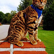 Leo is registered to the contest to win money with this photo: cat, bengal_cat, animal, pet, feline, outdoor, grass, trees, brick_wall, harness, alert, sitting, nature, greenery, whiskers, ears, fur_pattern, daylight, side_view, street