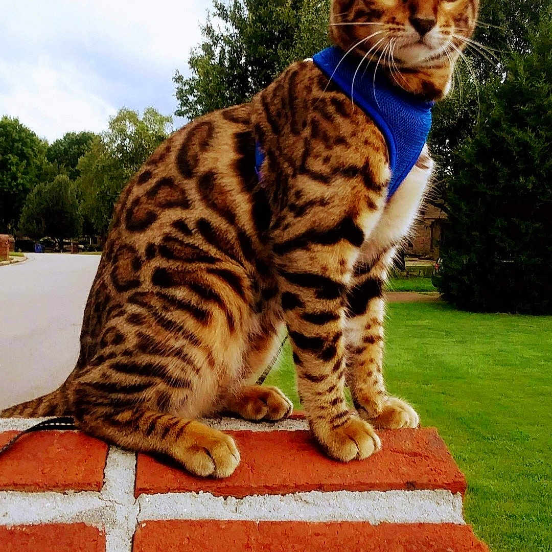 Leo is registered to the contest to win money with this photo: alert, animal, bengal_cat, brick_wall, cat, daylight, ears, feline, fur_pattern, grass, greenery, harness, nature, outdoor, pet, side_view, sitting, street, trees, whiskers