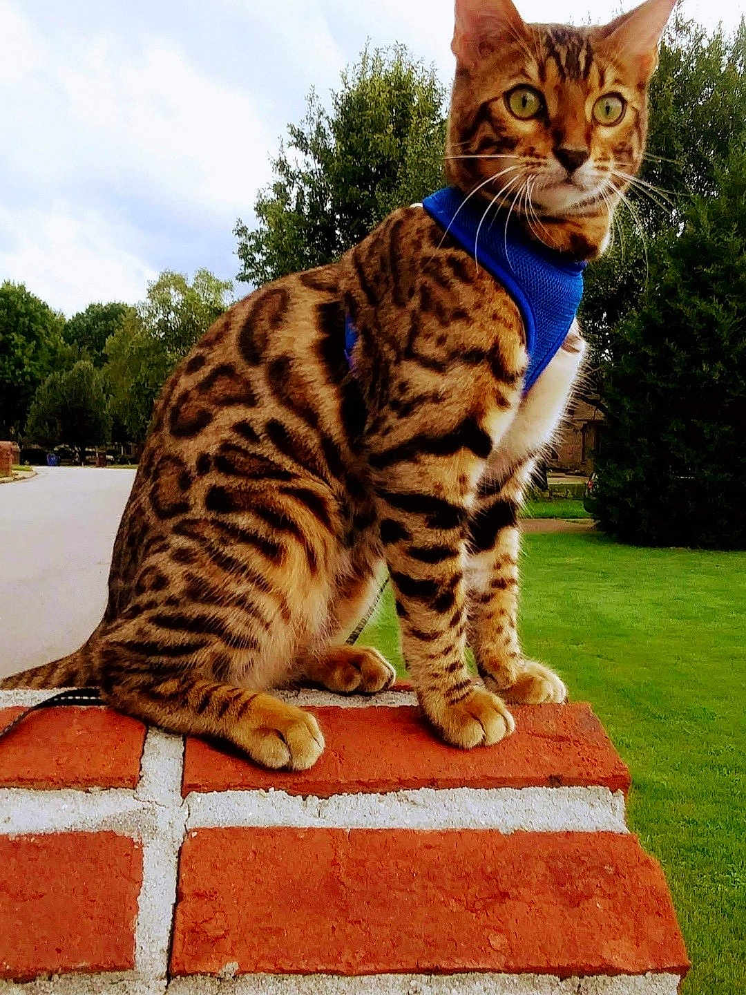 Leo is registered to the contest to win money with this photo: cat, bengal_cat, animal, pet, feline, outdoor, grass, trees, brick_wall, harness, alert, sitting, nature, greenery, whiskers, ears, fur_pattern, daylight, side_view, street