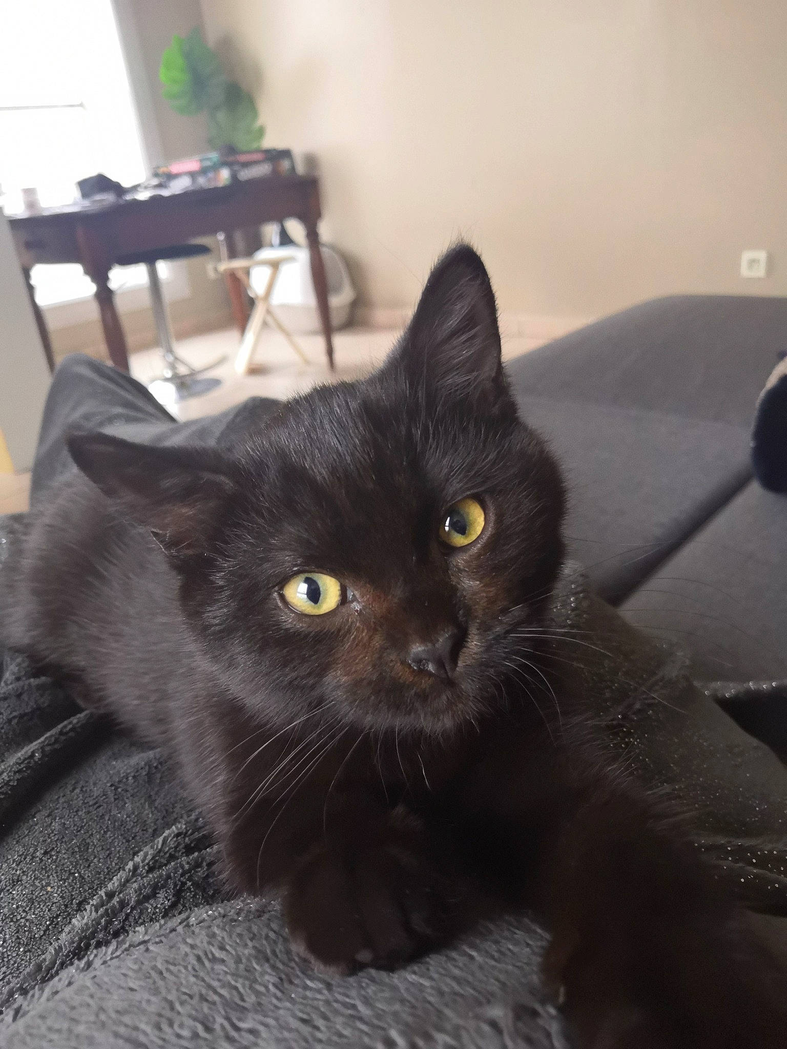 Peter a rejoint le concours — aidez-le/la à gagner de superbes lots ! asian, black_cat, bombay, british_shorthair, burmese, carnivore, cat, domestic_long_haired_cat, domestic_short_haired_cat, eye, felidae, korat, mammal, nebelung, persian, small_to_medium_sized_cats, snout, vertebrate, whiskers