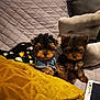 puppies, dog, denim_jacket, couch, quilted_blanket, pillows, tablet, cracked_screen, indoor, cozy, pet, small_dog, fur, brown, black, cute, companion, domestic, resting, home