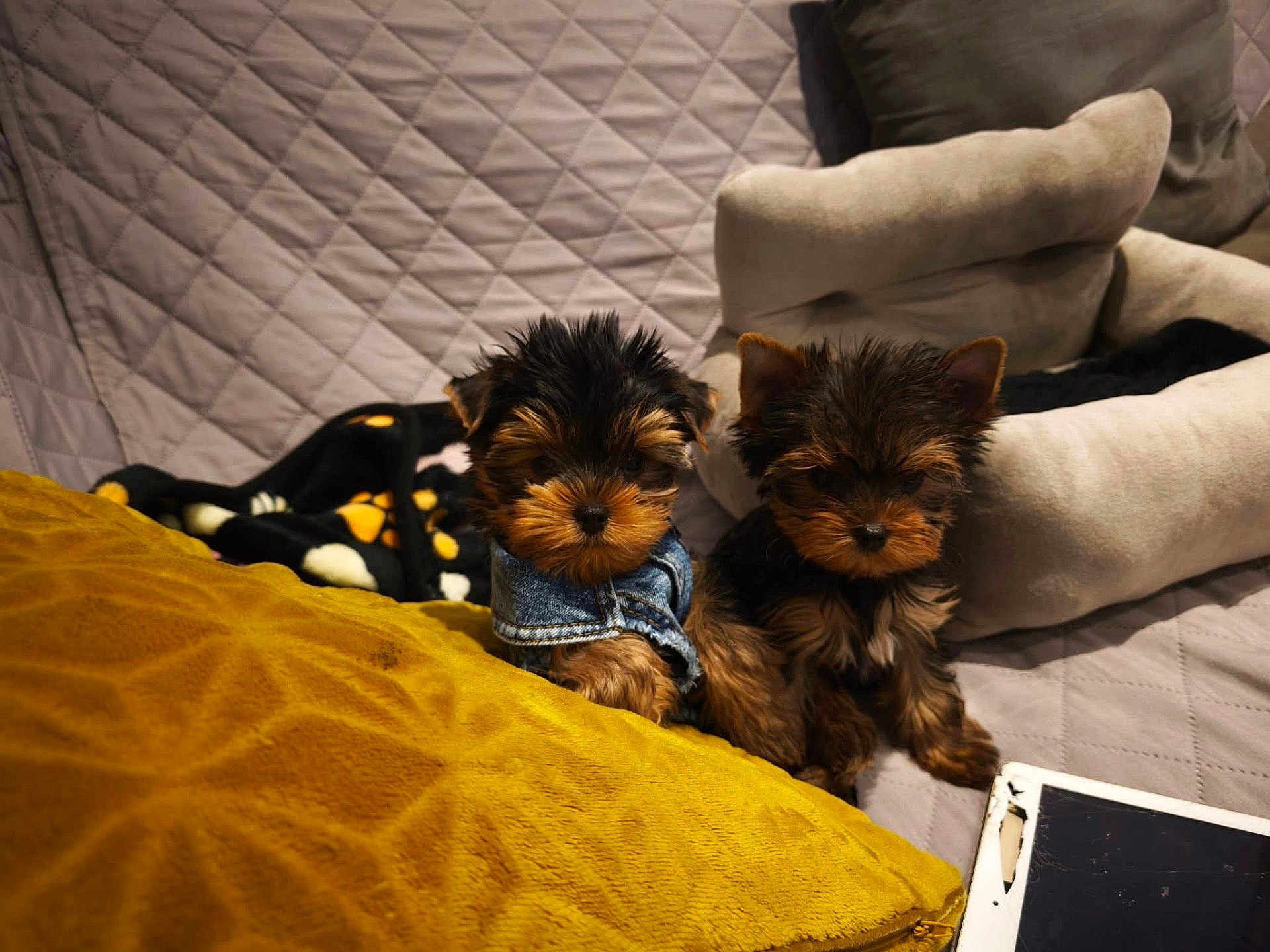 Vanille Et Valentin a rejoint le concours — aidez-le/la à gagner de superbes lots ! puppies, dog, denim_jacket, couch, quilted_blanket, pillows, tablet, cracked_screen, indoor, cozy, pet, small_dog, fur, brown, black, cute, companion, domestic, resting, home