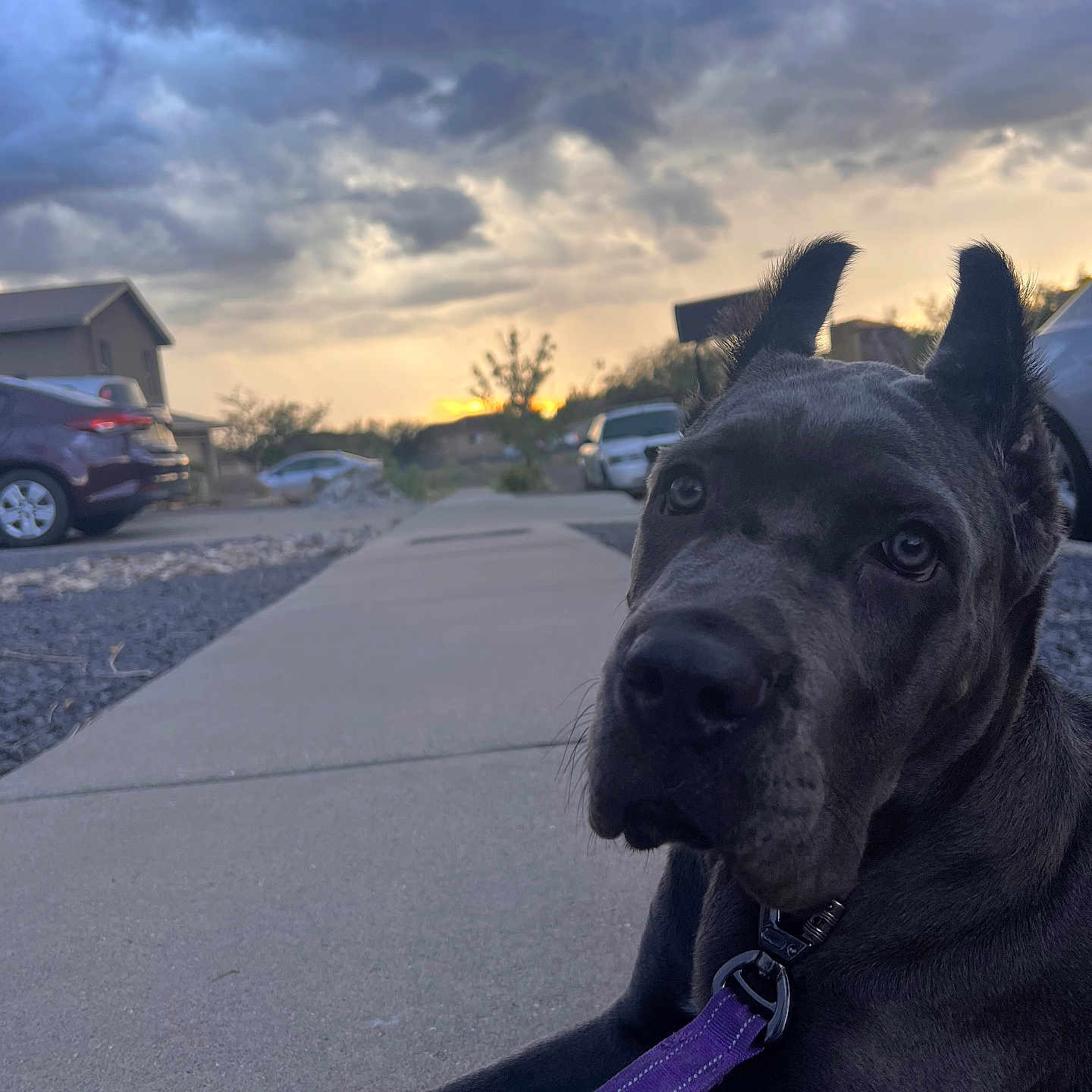 Xara joined the competition — help win amazing prizes! accessories, alloywheel, animal, canine, car, carwheel, dog, greatdane, leash, machine, path, pet, road, sidewalk, spoke, strap, tire, transportation, vehicle, wheel