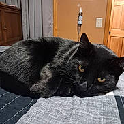 Bear joined the competition — help win amazing prizes! black_cat, cat, pet, animal, indoor, bed, quilt, feline, resting, cozy, domestic_cat, fur, whiskers, ears, eyes, sleepy, cute, curled_up, home, relaxed