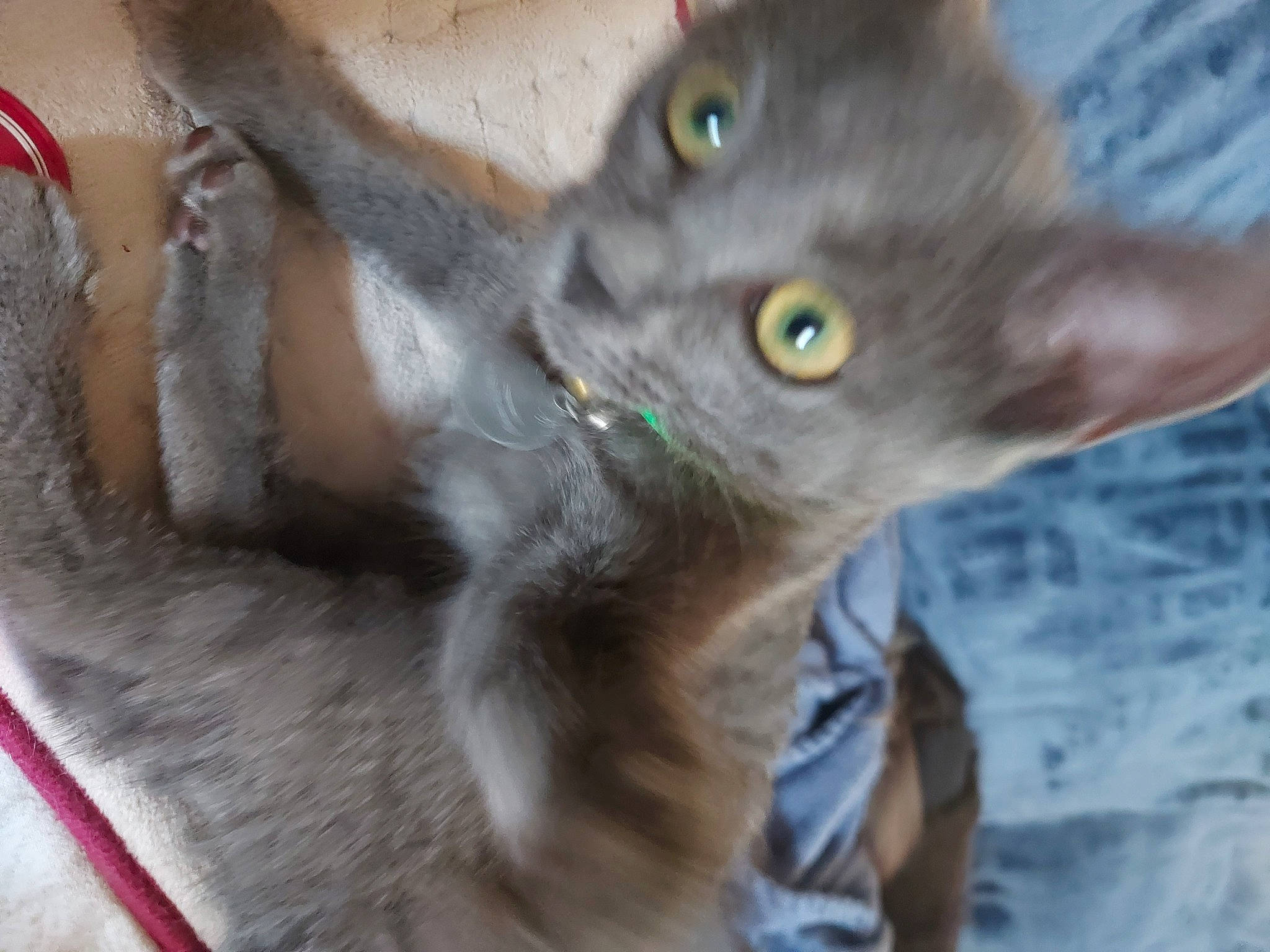 Safir participe au concours pour gagner de l'argent avec cette photo : black_cat, carnivore, cat, claw, domestic_short_haired_cat, ear, felidae, fur, grey, havana_brown, russian_blue, small_to_medium_sized_cats, snout, whiskers, window