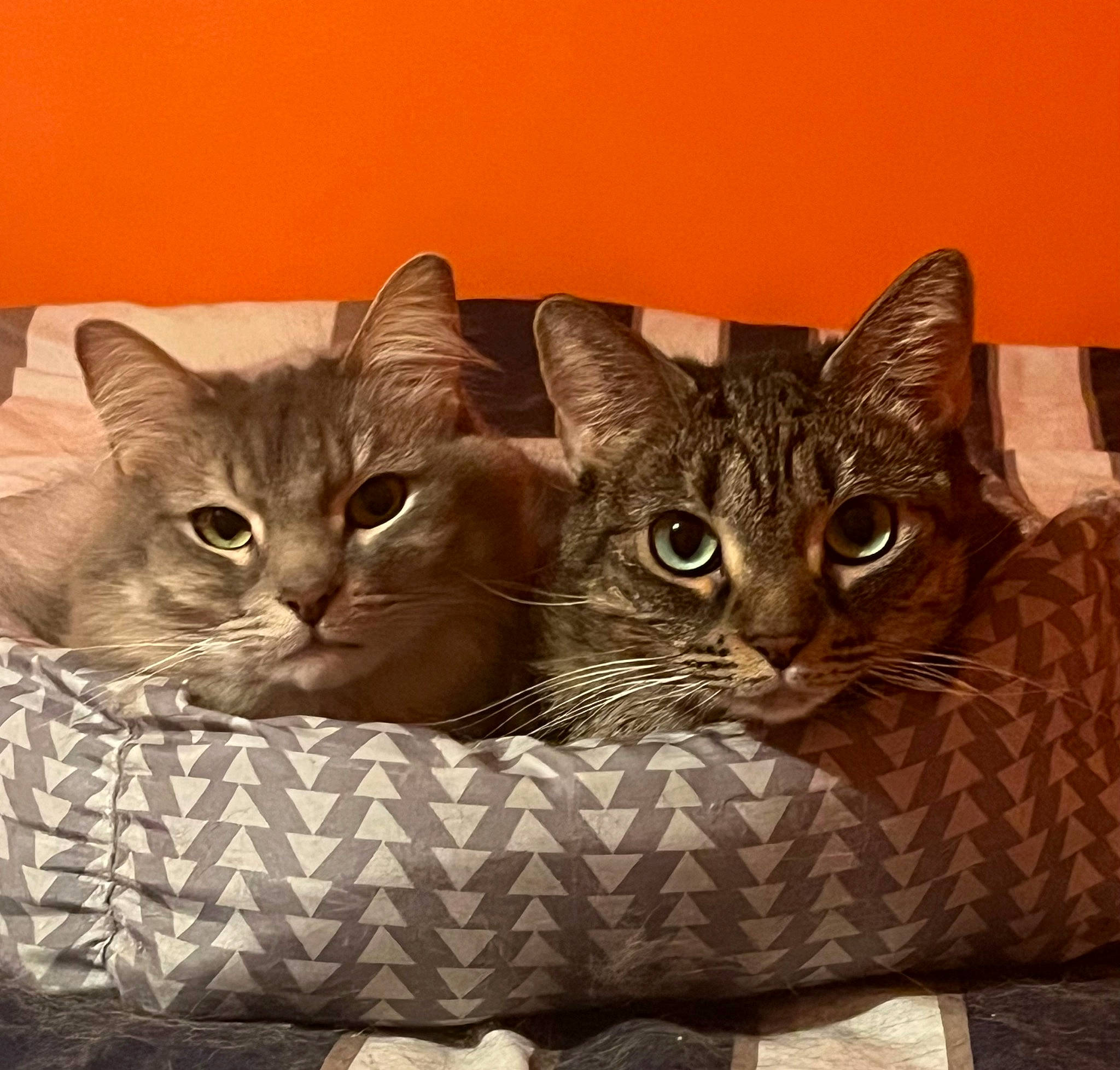 Jake joined the competition — help win amazing prizes! box, carnivore, cat, cat_bed, cat_supply, comfort, domestic_short_haired_cat, felidae, fur, paw, pet_supply, small_to_medium_sized_cats, snout, terrestrial_animal, whiskers