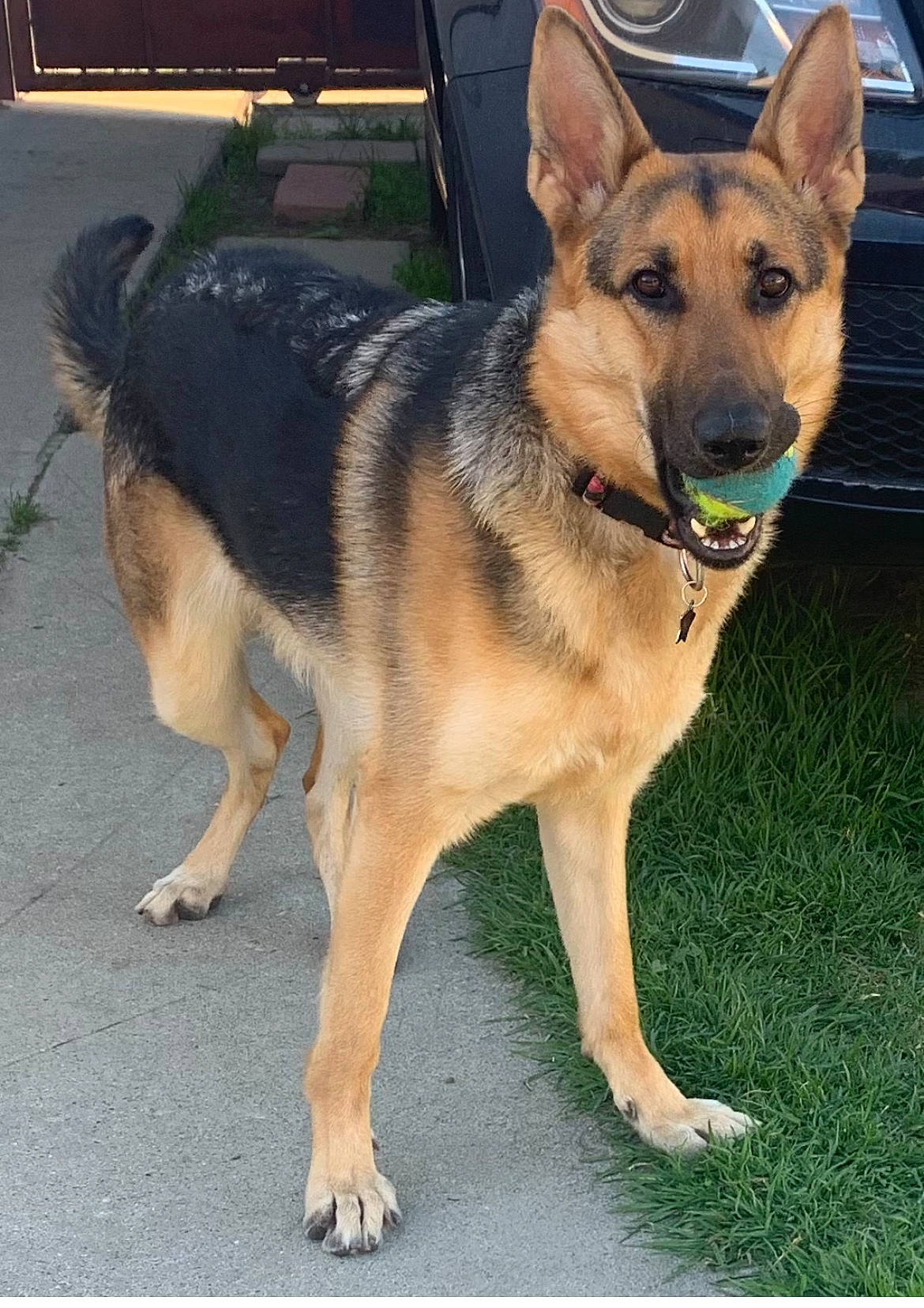 Bella is registered to the contest to win money with this photo: canidae, carnivore, companion_dog, dog, dog_breed, east_european_shepherd, fawn, german_shepherd_dog, guard_dog, herding_dog, king_shepherd, old_german_shepherd_dog, plant, sporting_group, working_animal, working_dog