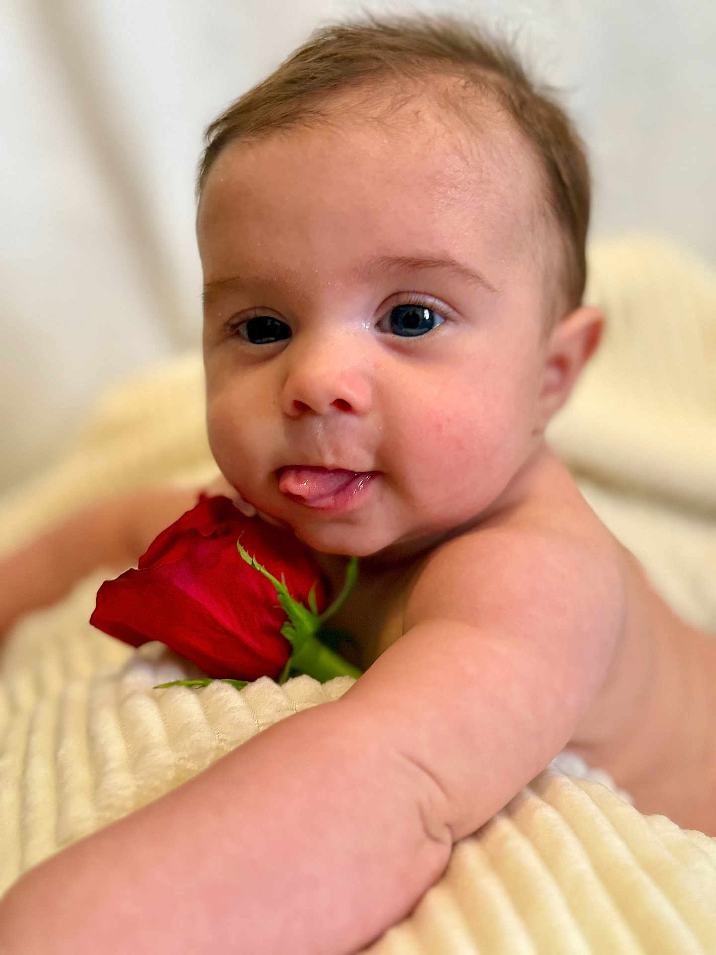 Tripp joined the competition — help win amazing prizes! baby, infant, child, face, eyes, tongue, rose, flower, blanket, bedding, arm, cheek, skin, portrait, close_up, cute, adorable, indoor, human, newborn