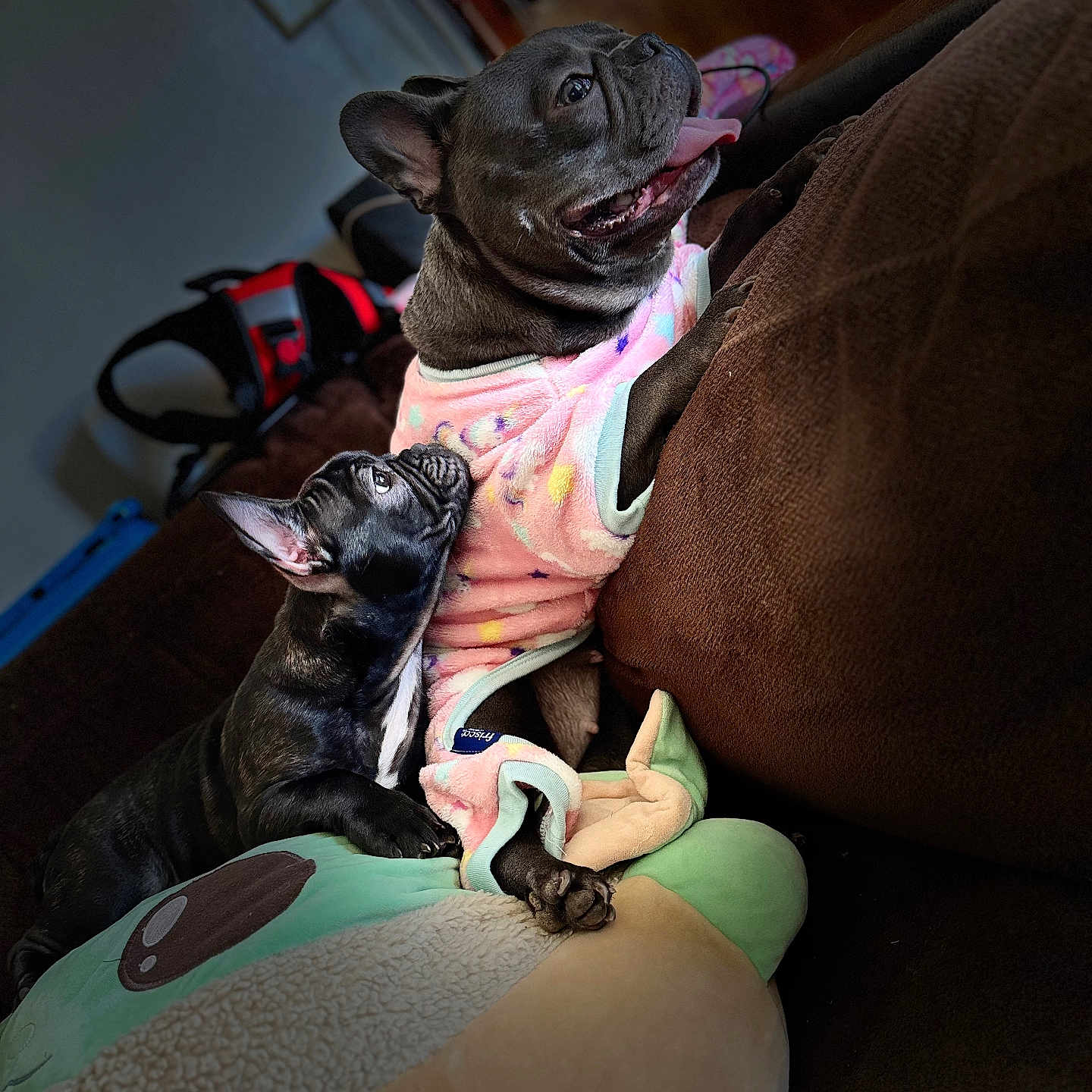 Bella And Mia is registered to the contest to win money with this photo: animal, architecture, bodypart, building, bulldog, canine, chair, couch, cushion, dog, frenchbulldog, furniture, homedecor, hound, indoors, livingroom, pet, pitbull, puppy, room