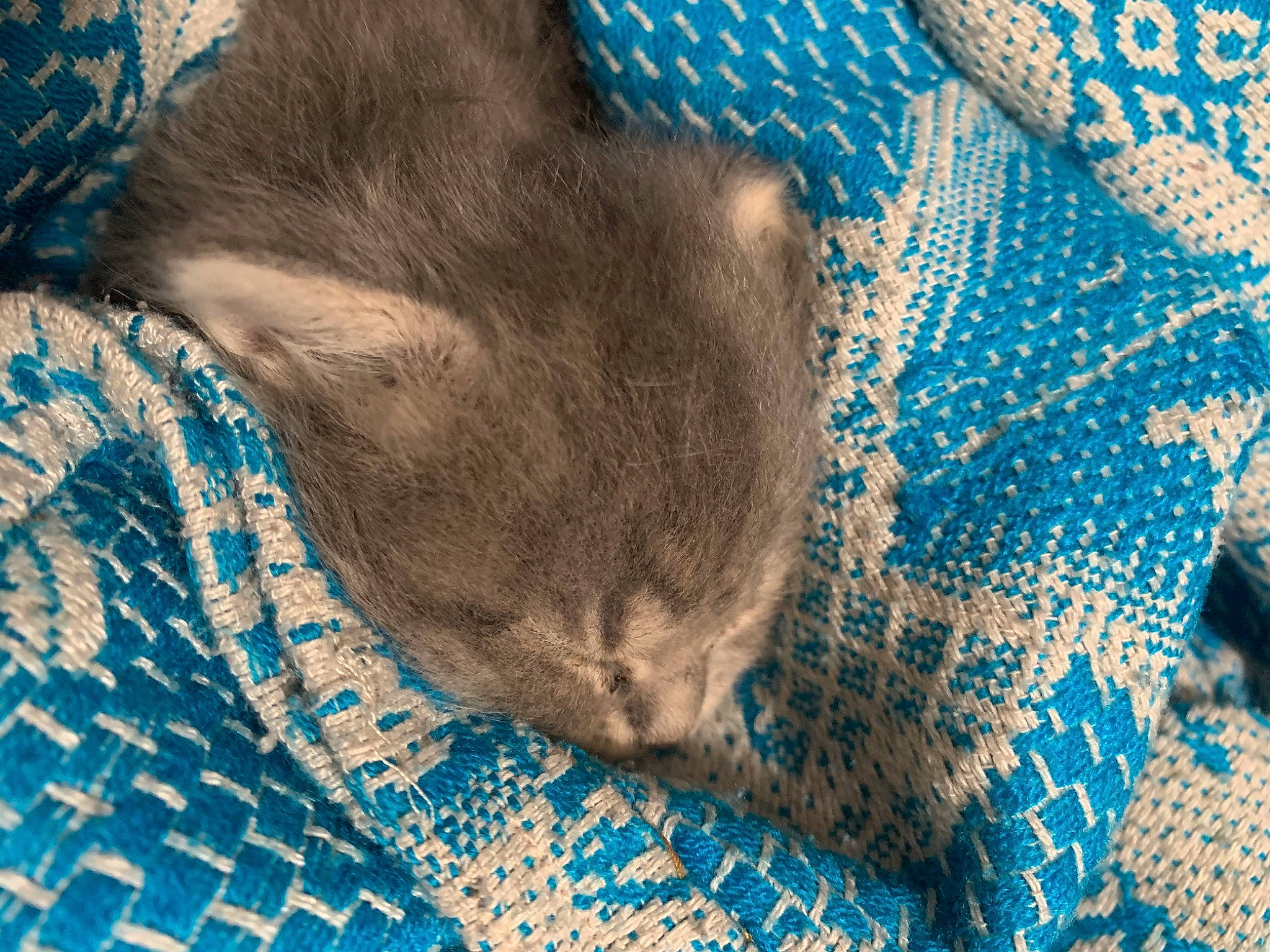 Luna joined the competition — help win amazing prizes! blue, carnivore, cat, cat_bed, comfort, domestic_short_haired_cat, electric_blue, felidae, fur, grey, linens, mesh, pattern, small_to_medium_sized_cats, snout, tail, terrestrial_animal, textile, whiskers, wildlife