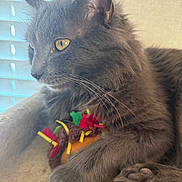 Monty is registered to the contest to win money with this photo: cat, gray_cat, feline, pet, animal, soft_toy, taco_toy, window, blinds, bed, cozy, indoor, whiskers, paw, fur, relaxed, side_view, yellow_eyes, close_up, resting