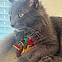 cat, gray_cat, feline, pet, animal, soft_toy, taco_toy, window, blinds, bed, cozy, indoor, whiskers, paw, fur, relaxed, side_view, yellow_eyes, close_up, resting