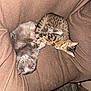 Monty is registered to the contest to win money with this photo: cat, tabby_cat, gray_cat, pets, sleeping, curled_up, couch, blanket, indoor, cozy, fur, whiskers, relaxed, animal, mammal, companion, domestic, yellow_eyes, feline, resting