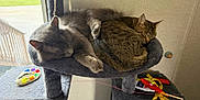 Monty is registered to the contest to win money with this photo: cat, sleeping, tabby_cat, gray_cat, cat_tree, cat_toys, indoor, window, furniture, pet, cozy, nap, fur, resting, cute, animal, domestic, playful, relaxed, companion