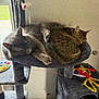 cat, sleeping, tabby_cat, gray_cat, cat_tree, cat_toys, indoor, window, furniture, pet, cozy, nap, fur, resting, cute, animal, domestic, playful, relaxed, companion