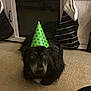 dog, black_dog, party_hat, green_hat, carpet, stockings, cabinet, indoor, pet, animal, celebration, holiday, festive, fur, ears, eyes, face, lying_down, household, cute