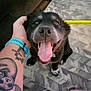 puppy, dog, black_dog, tongue_out, happy, pet, hand, tattoo, wristband, carpet, indoor, close_up, cute, animal, young_dog, white_paws, floor, pattern, affection, playful