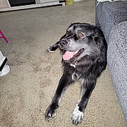 Koda Green is registered to the contest to win money with this photo: dog, black_and_white, carpet, couch, indoor, pet, animal, happy, panting, fur, laying_down, tongue_out, living_room, smiling, domestic_animal, canine, floor, home, relaxed, friendly