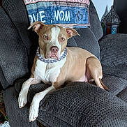 Luna is registered to the contest to win money with this photo: dog, recliner, pearl_necklace, brown_and_white_dog, indoor, blanket, textile, furniture, pet, canine, resting, living_room, decor, comfort, relaxing, ears, snout, paw, nose, animal