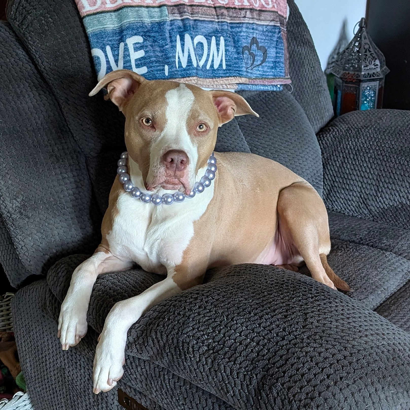 Luna is registered to the contest to win money with this photo: animal, blanket, brown_and_white_dog, canine, comfort, decor, dog, ears, furniture, indoor, living_room, nose, paw, pearl_necklace, pet, recliner, relaxing, resting, snout, textile