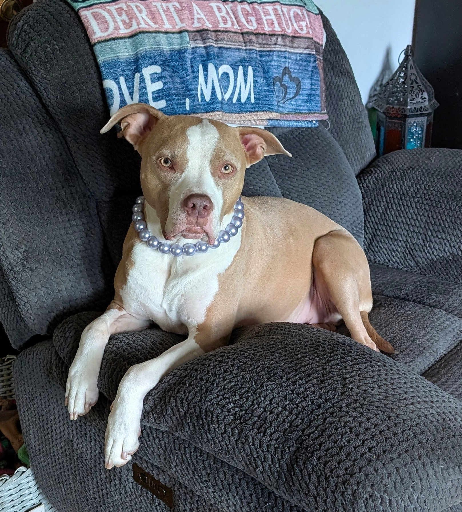 Luna is registered to the contest to win money with this photo: dog, recliner, pearl_necklace, brown_and_white_dog, indoor, blanket, textile, furniture, pet, canine, resting, living_room, decor, comfort, relaxing, ears, snout, paw, nose, animal