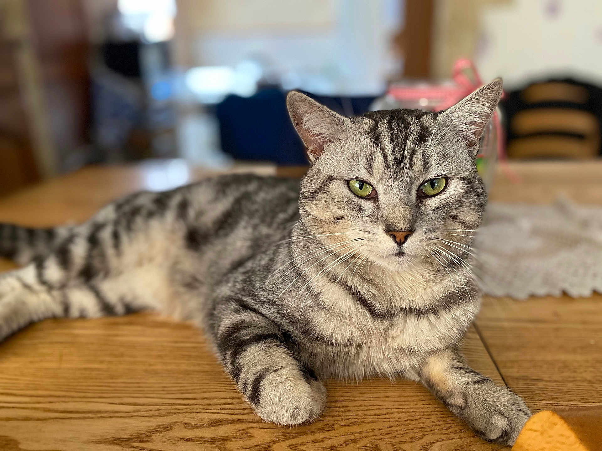 Gribouille a rejoint le concours — aidez-le/la à gagner de superbes lots ! cat, tabby, green_eyes, lying_down, wooden_table, indoor, pet, feline, relaxed, home, domestic_animal, fur, whiskers, closeup, portrait, animal, cute, resting, mammal, striped