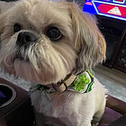 Buddy joined the competition — help win amazing prizes! dog, small_dog, fluffy, bandana, pet, indoor, couch, living_room, television, furniture, curious, close_up, brown, white, companion, animal, cute, domestic, portrait, sitting