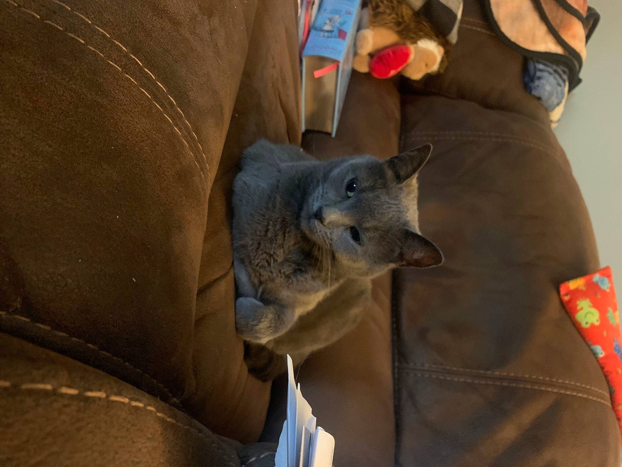 Bitsy joined the competition — help win amazing prizes! canidae, carnivore, cat, comfort, companion_dog, dog_breed, domestic_short_haired_cat, fawn, felidae, fur, grey, russian_blue, sleeve, small_to_medium_sized_cats, snout, sporting_group, tree, whiskers