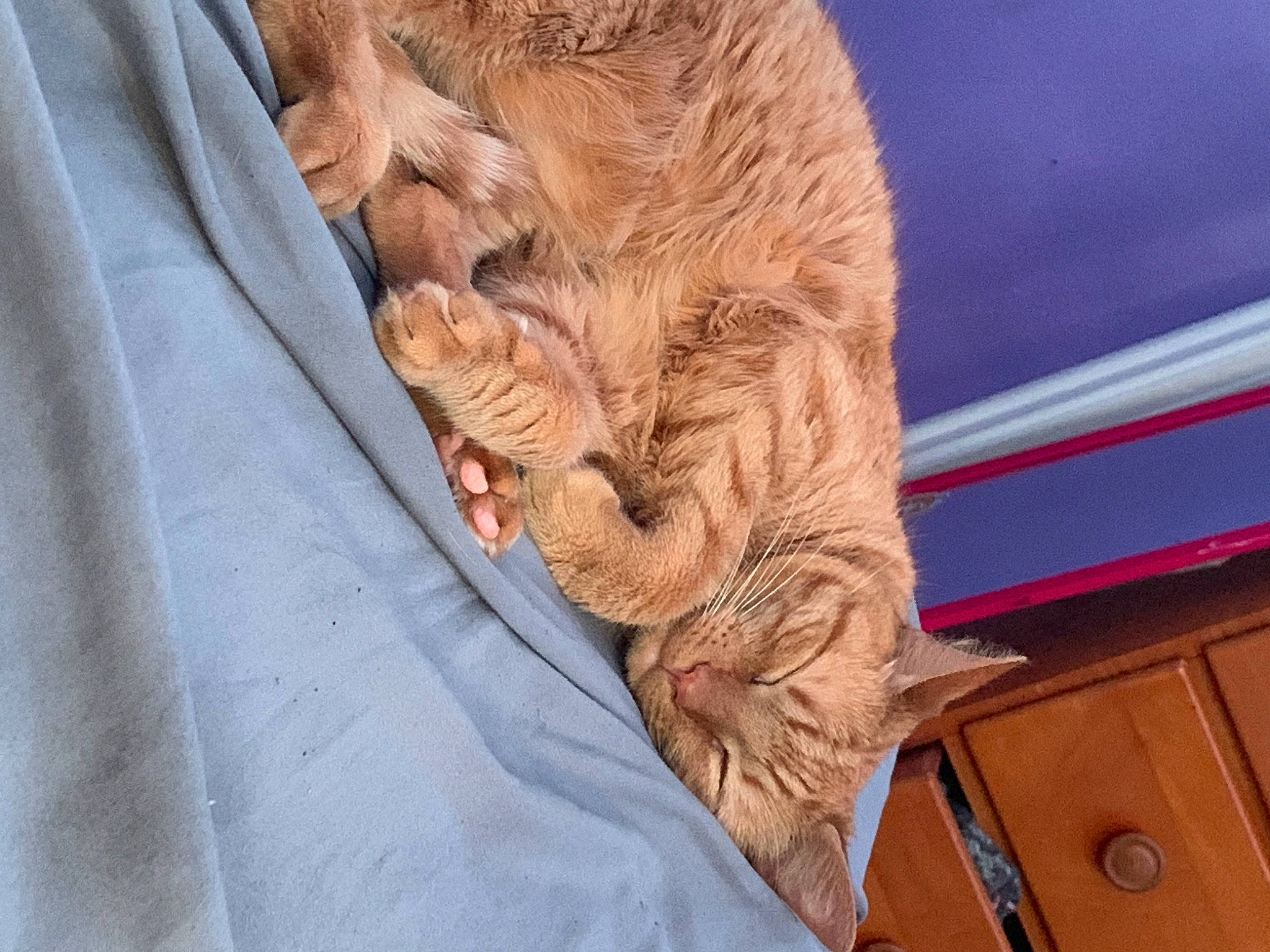 Otto is registered to the contest to win money with this photo: art, big_cats, carnivore, cat, comfort, domestic_short_haired_cat, eye, fawn, felidae, fur, head, human_body, linens, small_to_medium_sized_cats, snout, tail, terrestrial_animal, whiskers, wood, wrinkle