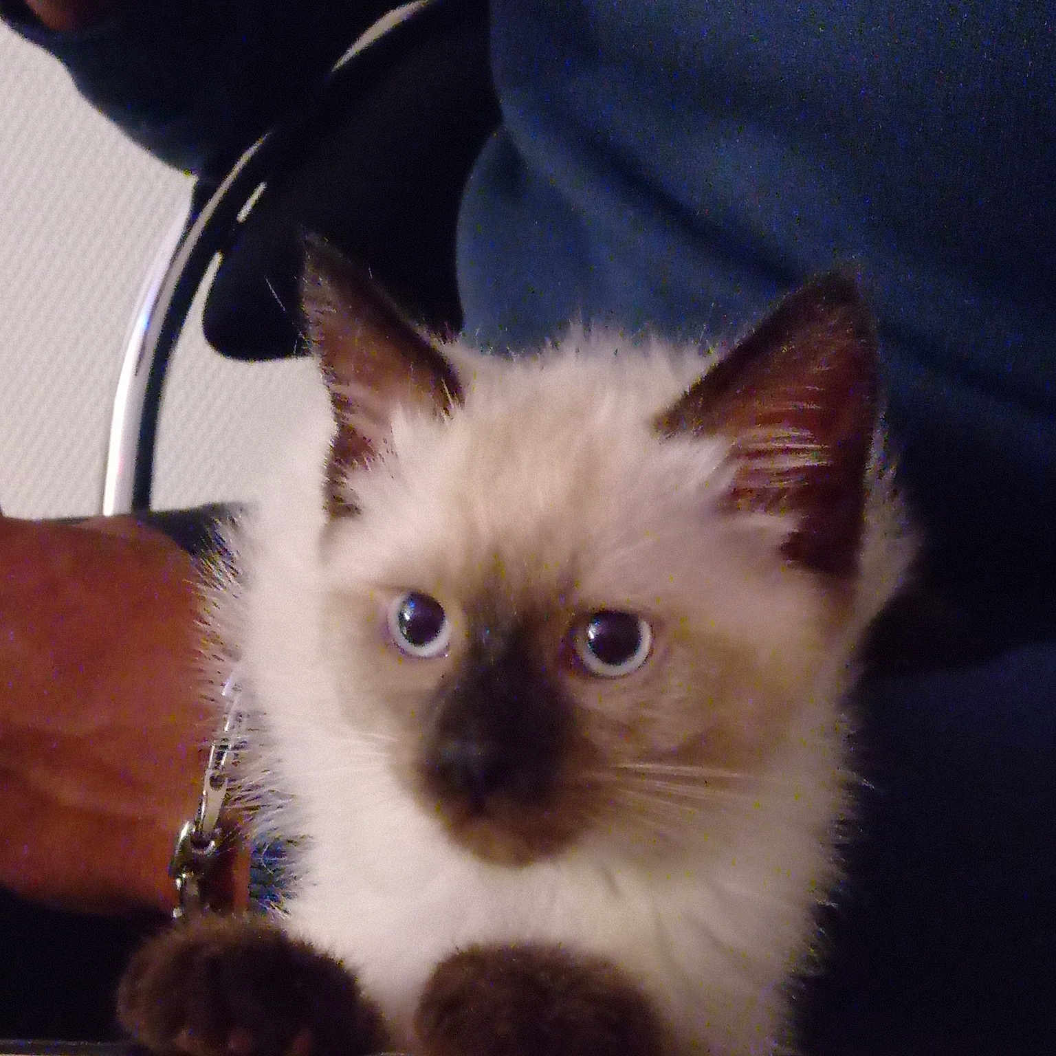 Yeye a rejoint le concours — aidez-le/la à gagner de superbes lots ! asian, balinese, birman, carnivore, cat, colorpoint_shorthair, ear, eye, felidae, himalayan, iris, kitten, mammal, ragdoll, siamese, small_to_medium_sized_cats, thai, tonkinese, vertebrate, whiskers