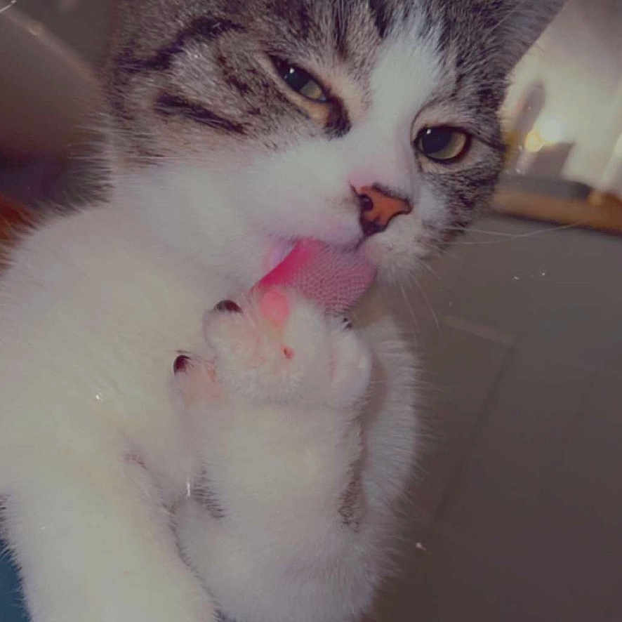 Minou a rejoint le concours — aidez-le/la à gagner de superbes lots ! abyssinian, animal, bodypart, cat, cream, dessert, face, food, head, icecream, indoors, kitten, manx, mouth, person, pet, photography, portrait, teeth, tongue