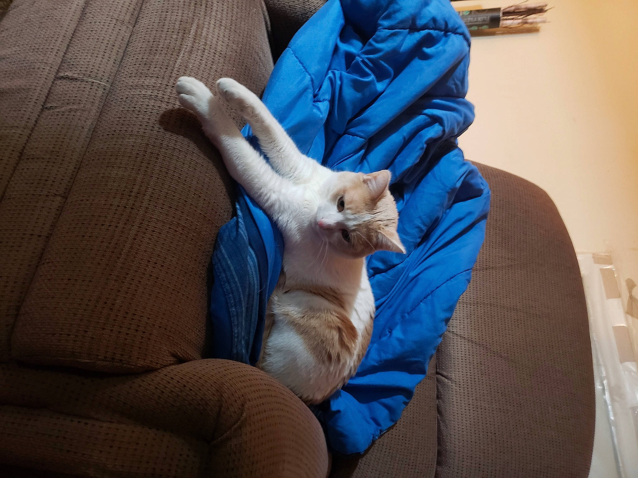 Felix joined the competition — help win amazing prizes! carnivore, cat, comfort, companion_dog, domestic_short_haired_cat, electric_blue, fawn, felidae, fur, human_leg, lap, linens, nail, paw, remote_control, small_to_medium_sized_cats, textile, whiskers, wood, wrist