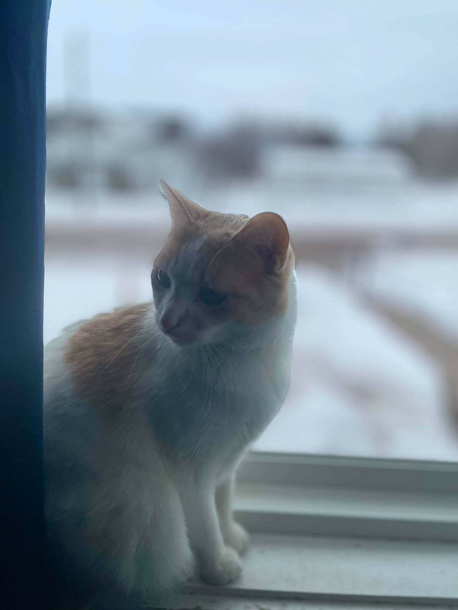 Felix joined the competition — help win amazing prizes! carnivore, cat, domestic_short_haired_cat, eye, fawn, felidae, fur, paw, roof, sitting, sky, small_to_medium_sized_cats, snout, tail, terrestrial_animal, whiskers, wildlife, window, winter, wood