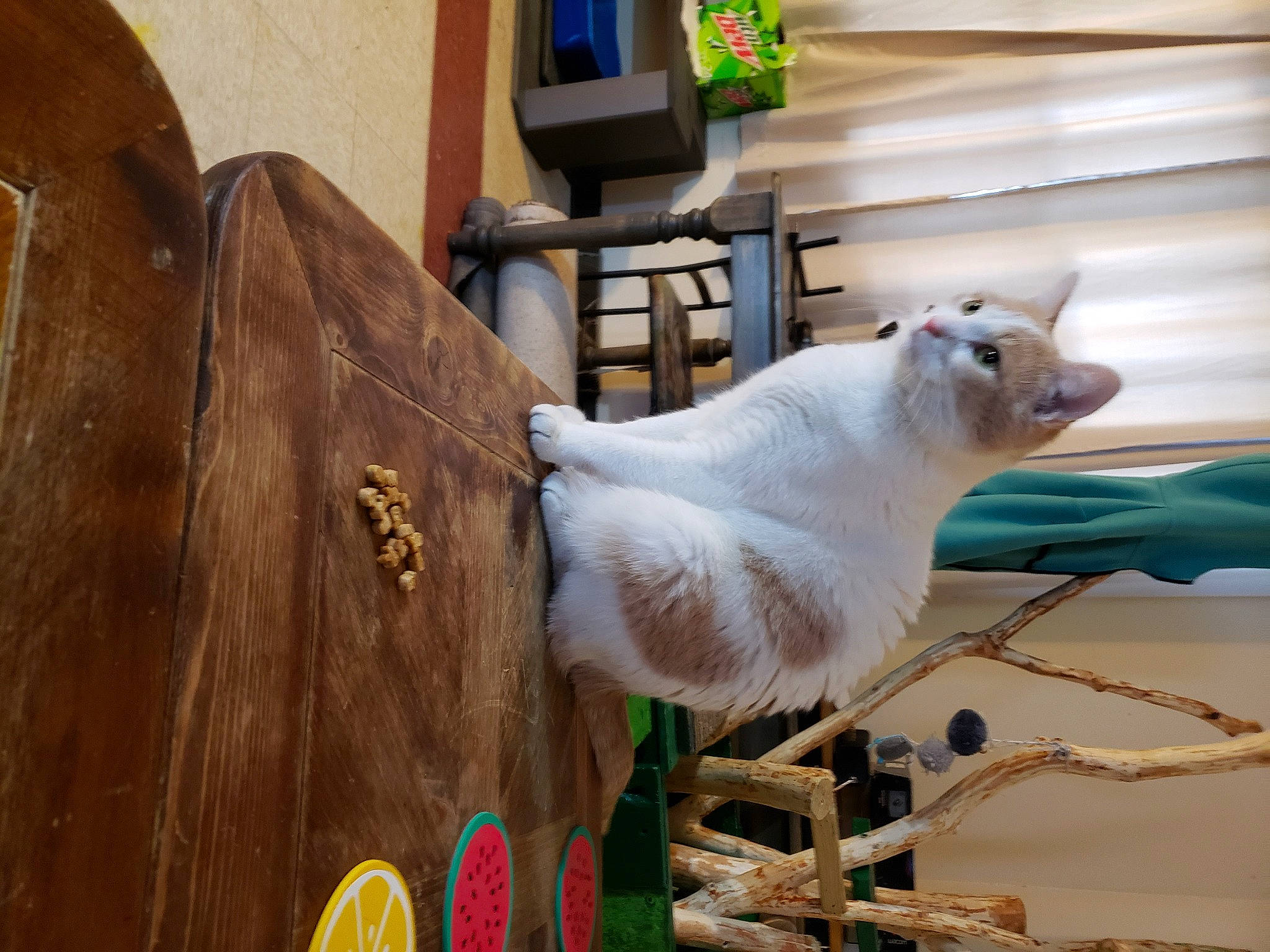 Felix joined the competition — help win amazing prizes! carnivore, cat, collar, domestic_short_haired_cat, felidae, fur, hardwood, plant, small_to_medium_sized_cats, tail, terrestrial_animal, thai, whiskers, wood