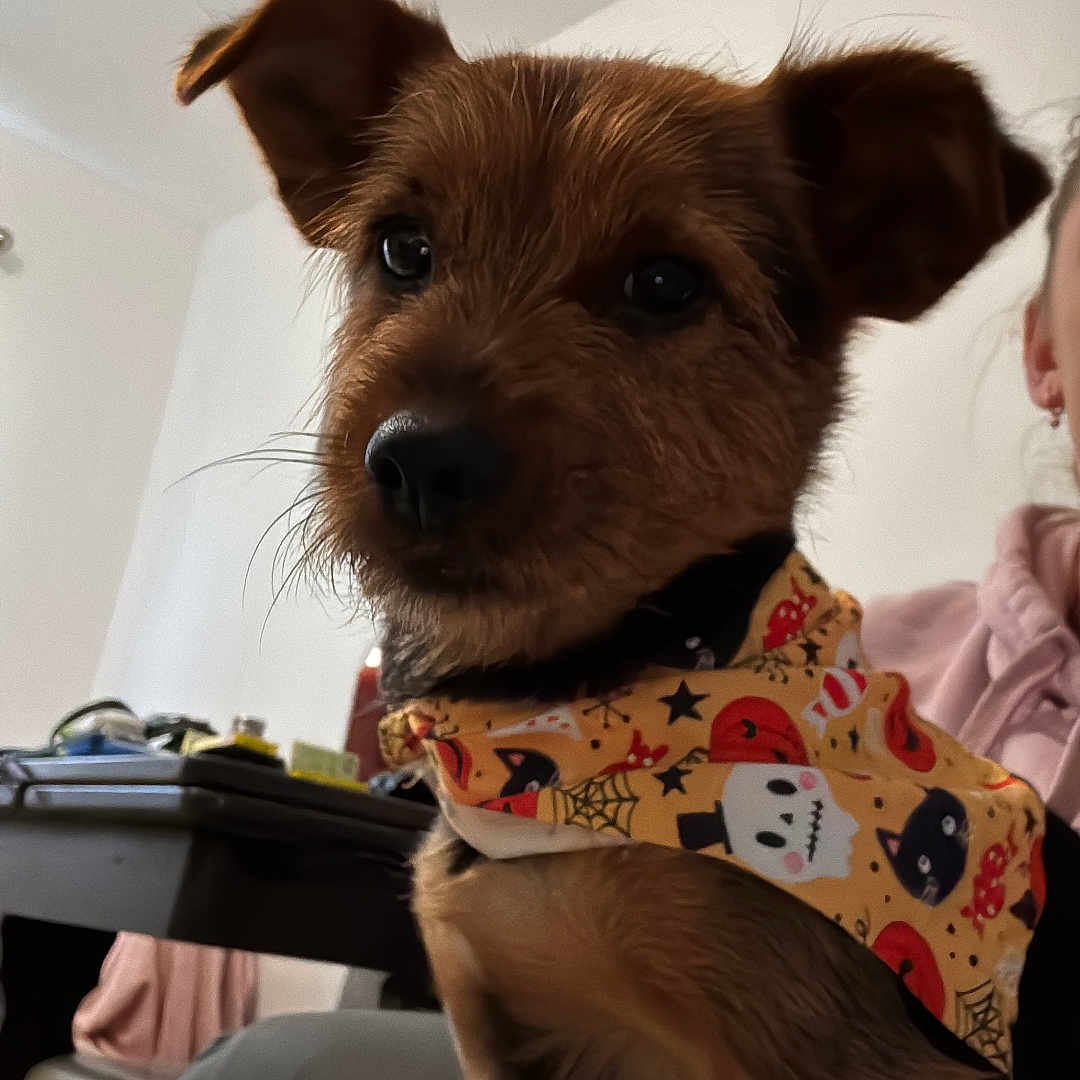 Archie is registered to the contest to win money with this photo: accessories, airedale, animal, architecture, baby, building, canine, couch, dog, face, furniture, head, headband, indoors, livingroom, person, pet, puppy, room, terrier