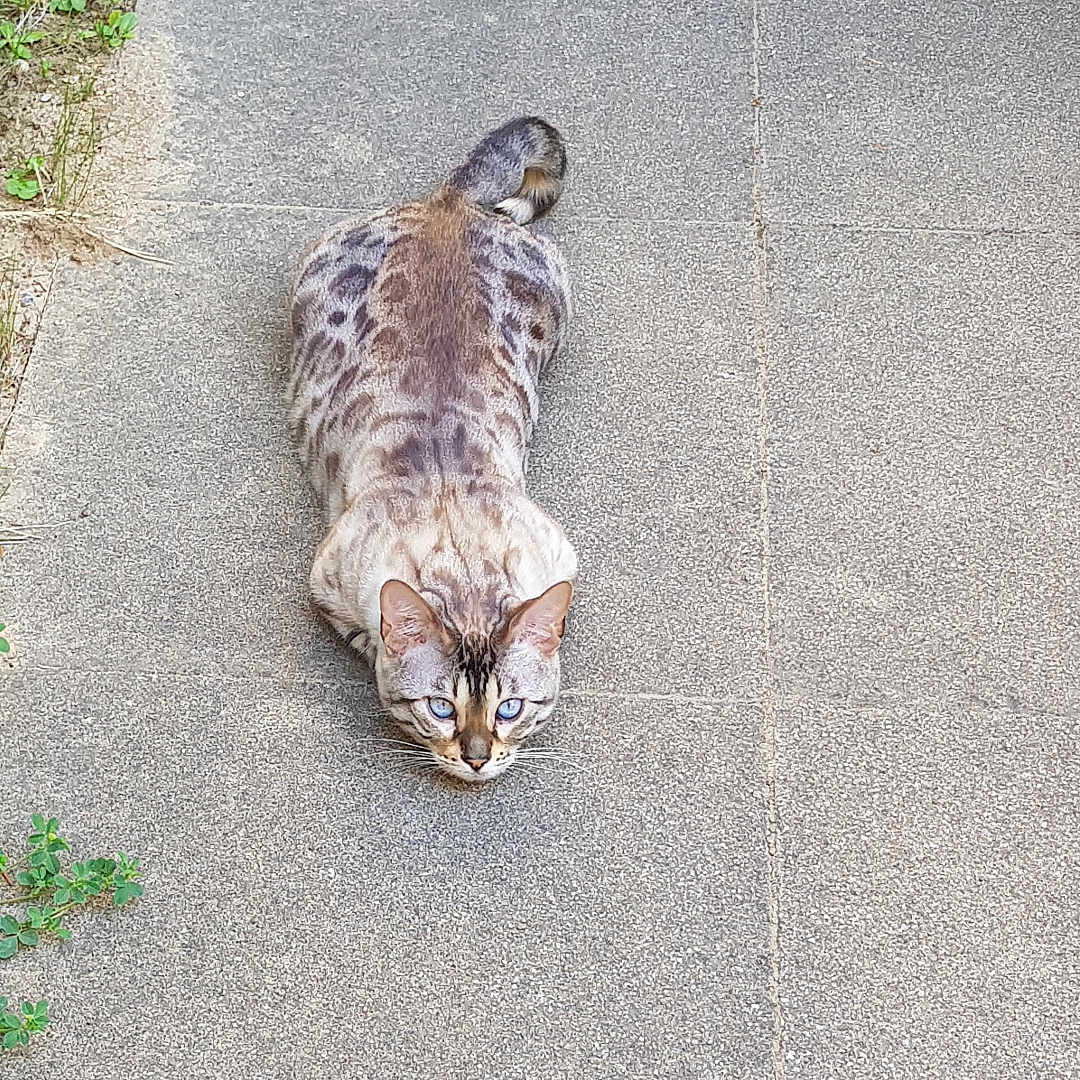 Naya participe au concours pour gagner de l'argent avec cette photo : animal, blue_eyes, brown, cat, crouching, daylight, ears, focused, grass, gray, hunter, nature, outdoor, pavement, pet, sidewalk, spotted, stone, tail, whiskers