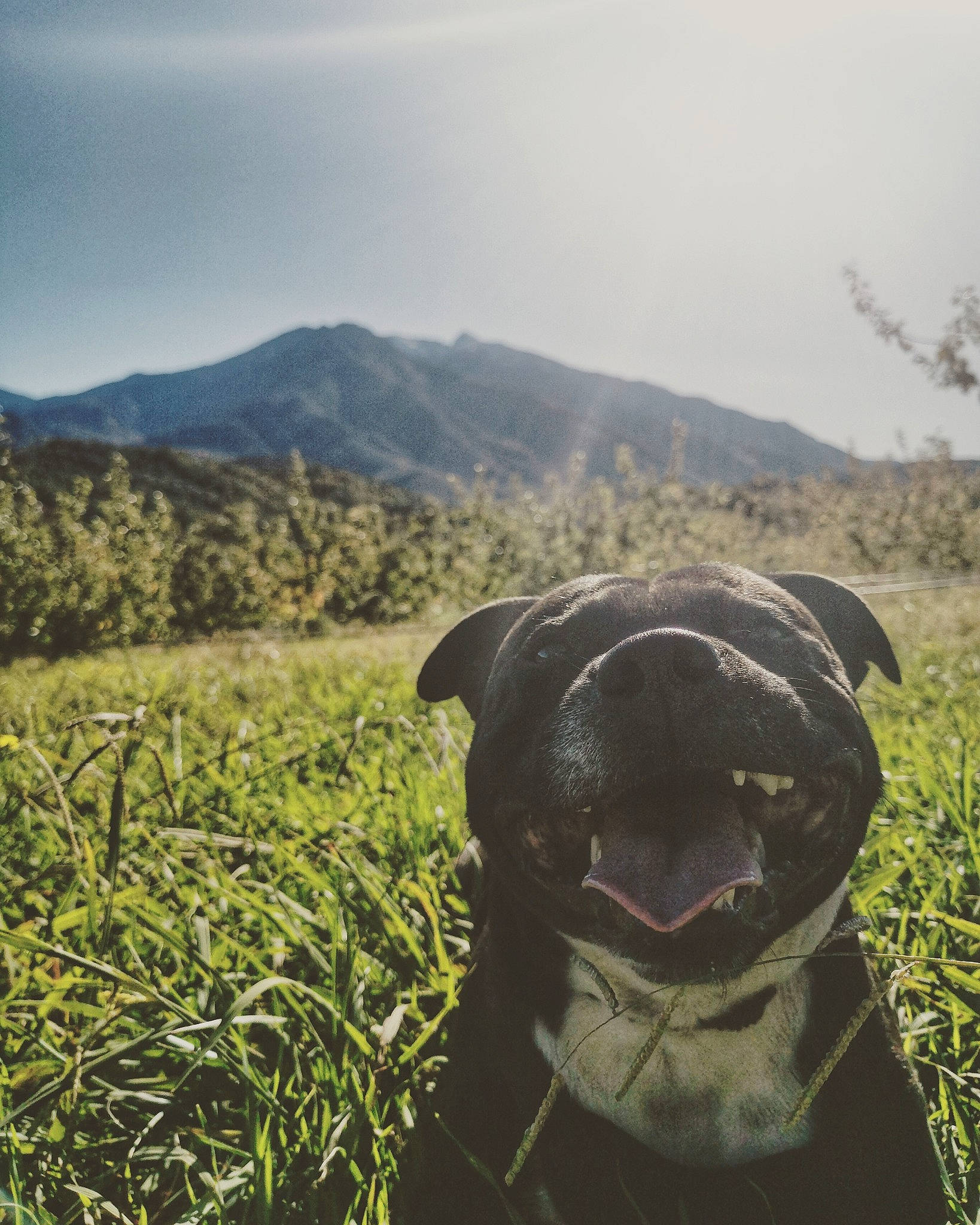 Maki participe au concours pour gagner de l'argent avec cette photo : adventure, american_pit_bull_terrier, american_staffordshire_terrier, atmospheric_phenomenon, canidae, carnivore, cloud, dog, dog_breed, fawn, grass, grass_family, grassland, morning, mountain, plant, sky, snout, sporting_group, staffordshire_bull_terrier